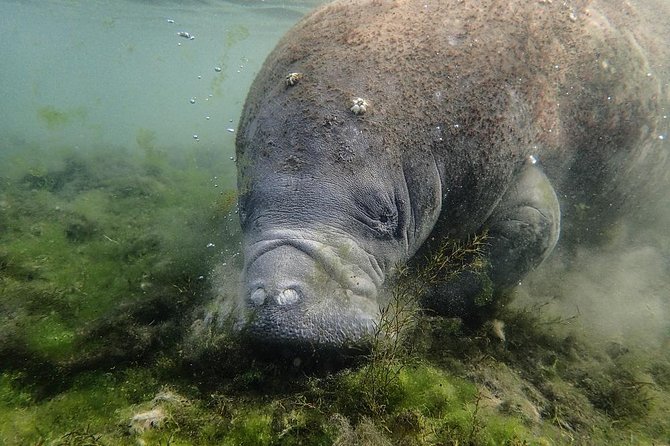 Manatees and Rainbow River by SCUBA or Snorkel - Additional Information