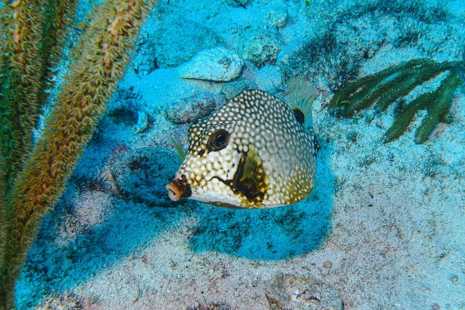 Manchones Reef, MUSA Snorkeling Experience From Isla Mujeres - Meeting and Pickup Details