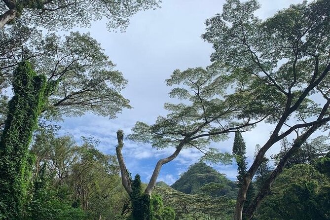 Manoa Waterfalls Hike and Lookout Visit: Pickup Included - Participant Requirements and Restrictions