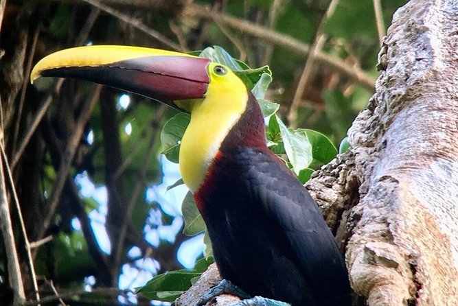 Manuel Antonio National Park Afternoon Wildlife Experience - Wildlife Encounter