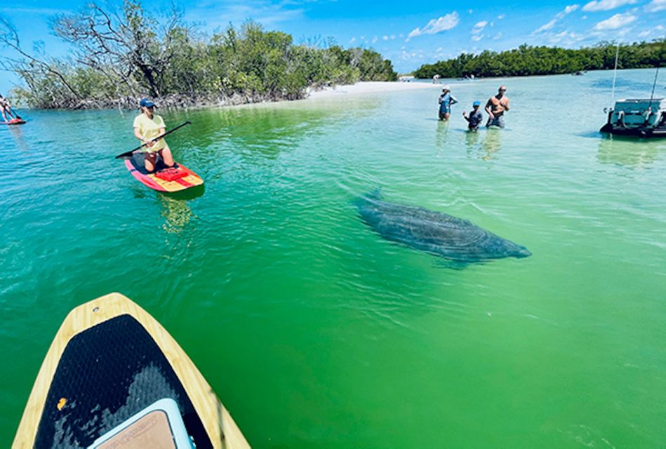 Marco Island: Guided Manatee-Watching Kayaking or SUP Tour - Experience Highlights