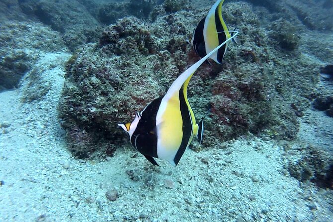 Marietas Islands National Park Excursion for Certified Divers - Guide-Led Marine Life Exploration