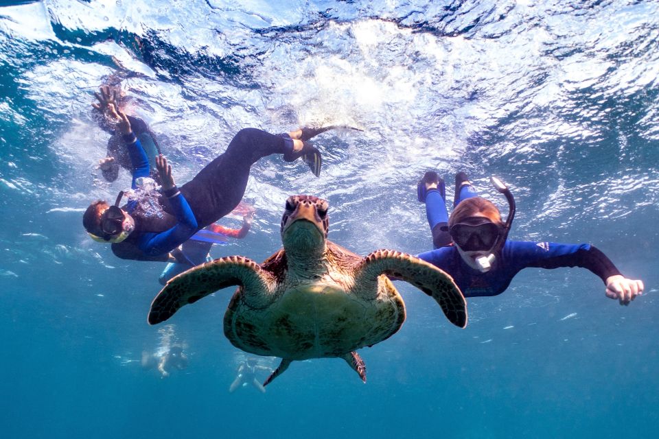 Marine Eco Safari - Swim With Manta Rays - Experience Highlights