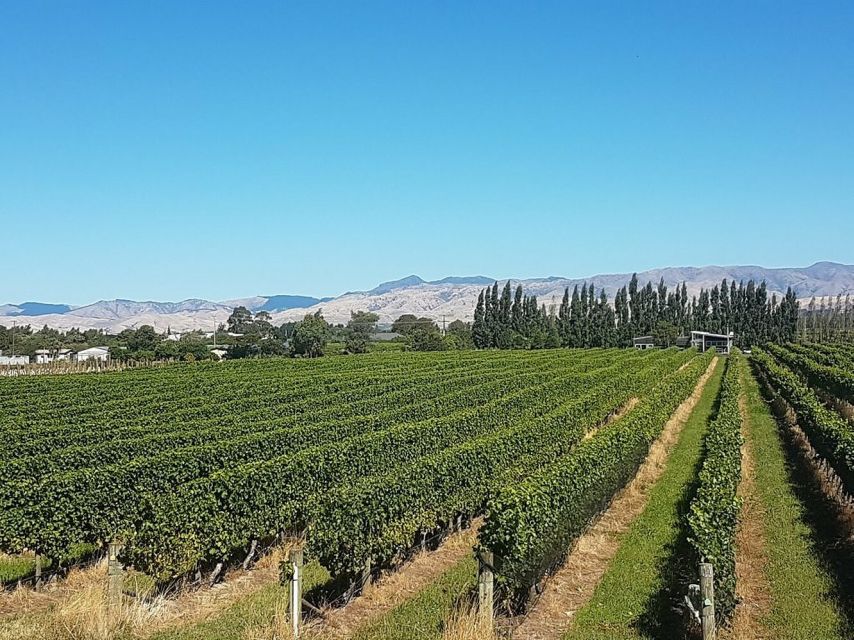 Marlborough: Private Winery Tour by Bicycle - Wine Experiences