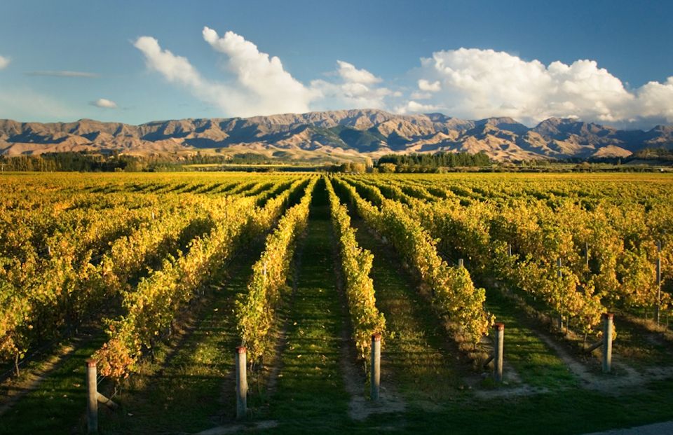 Marlborough: Wineries Visit and Tasting Session - Experience Highlights