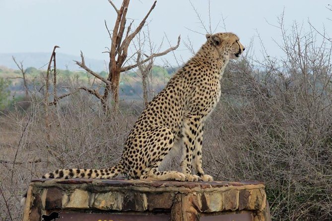 Marloth Park Small-Group Full-Day Kruger Safari  - Mpumalanga - Pricing and Booking