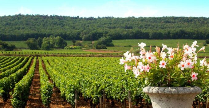 Marne: Champagne Region Private Day Tour With Lunch - Experience Highlights