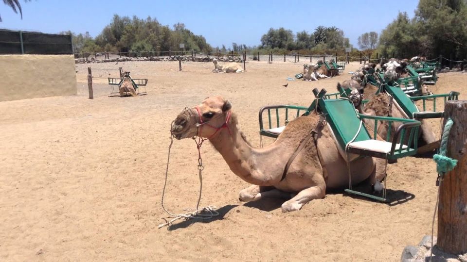 Maspalomas: Electric Scooter Chopper 2 Seat and Camel Tour - Experience Highlights