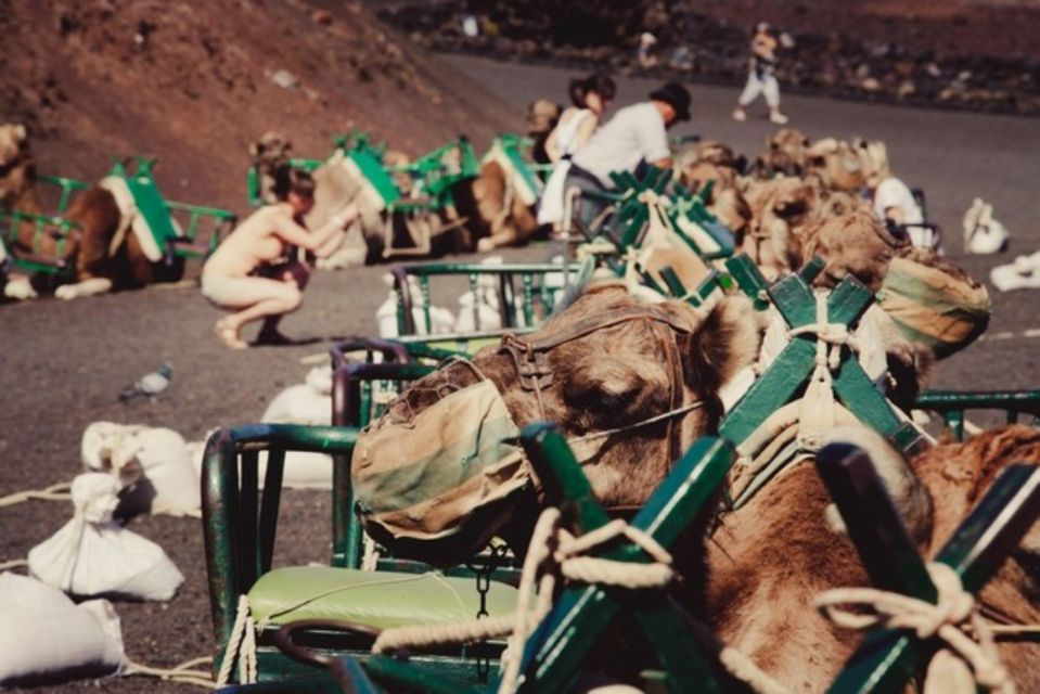 Maspalomas: Guided Camel Ride in the Maspalomas Sand Dunes - Booking Information