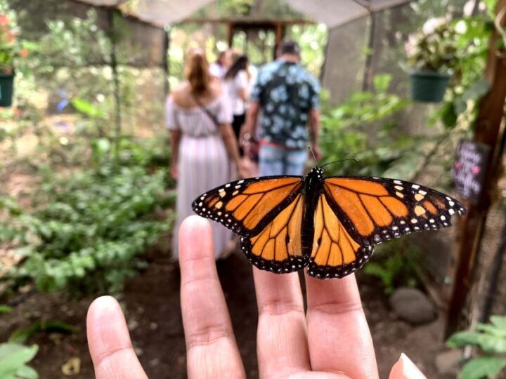 Maui: Interactive Butterfly Farm Entrance Ticket - Experience Highlights