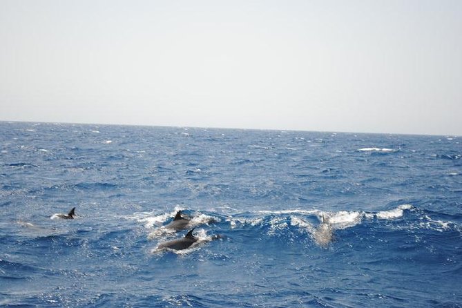 Meet the Dolphins in Snorkeling Tour - Inclusions Provided