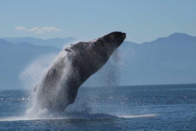 Mega Yacht Whale Watching Sunset Tour [All-Inclusive] - Pricing and Duration