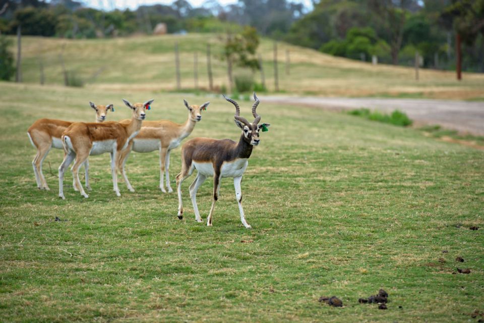 Melbourne: Werribee Open Range Zoo Admission Ticket - Experience Highlights
