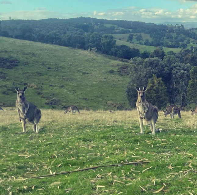 Melbourne: Yarra Valley, Chandon, Cheese and Kangaroos Tour - Tour Highlights