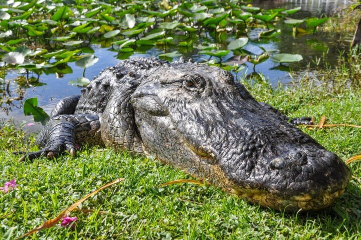 Miami: Everglades Safari Park Airboat Tour and Park Entrance - Tour Highlights