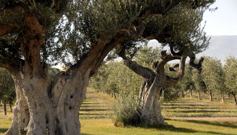 Midday Olive Oil Tour and Visit to Old Town of Belchite - Olive Oil Mill Experience