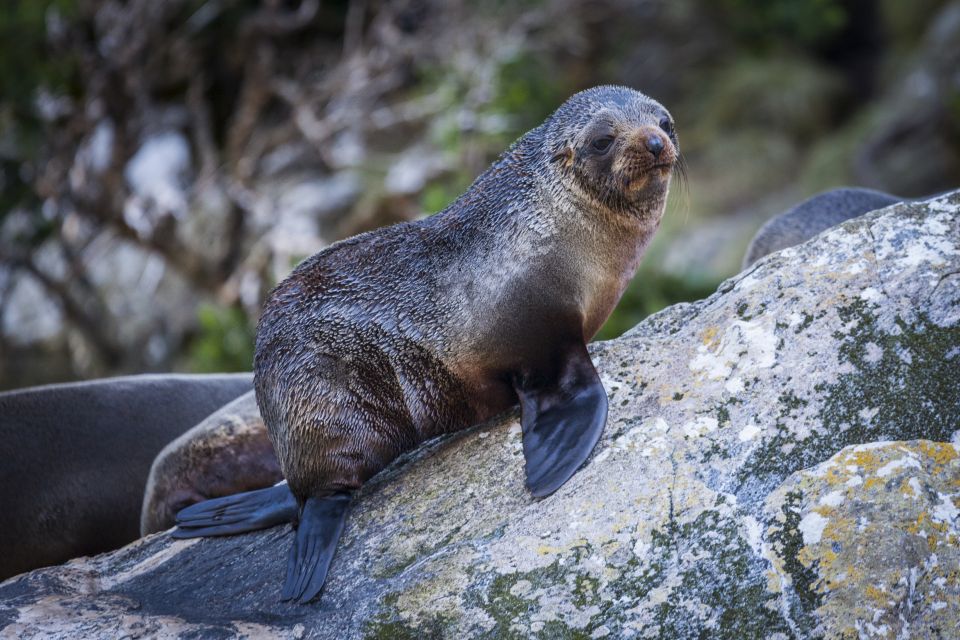 Milford Sound: 2-Hour Small Boat Scenic Cruise - Inclusions