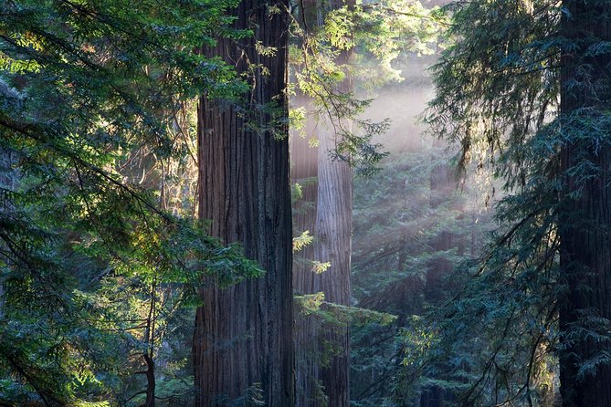 Mix & Save: Muir Woods and Sausalito Escape From the Rock Cruise - Inclusions