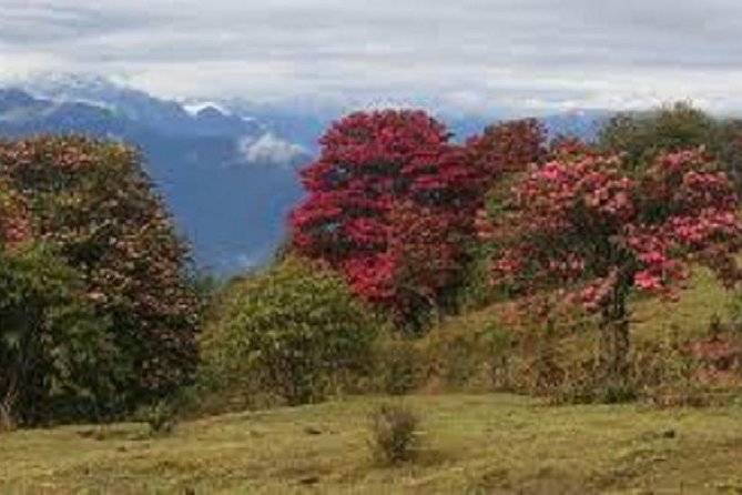 Mohare Danda Panorama Trek - Trek Difficulty Level