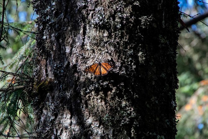 Monarch Butterfly Tour (Departing From Morelia) - Booking Information