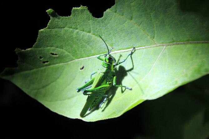 Monteverde Night Walk in a High Biodiversity Forest - Safety and Accessibility