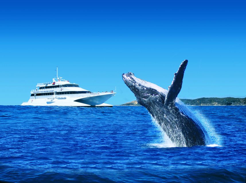 Moreton Island: Tangalooma Whale Watching & Dolphin Viewing - Duration and Inclusions