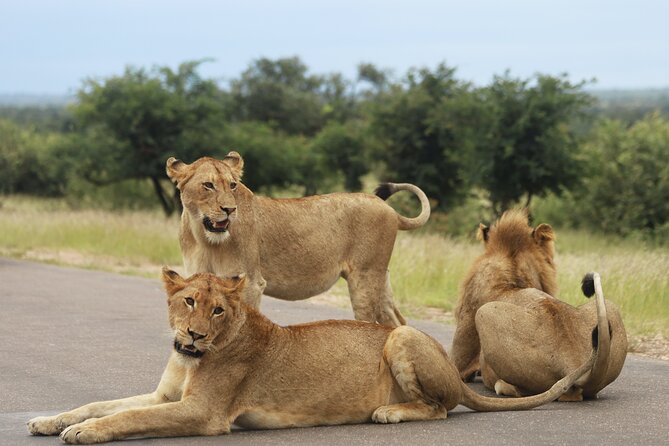 Morning Big 5 Game Safari in Kruger National Park From Hazyview - Tour Inclusions