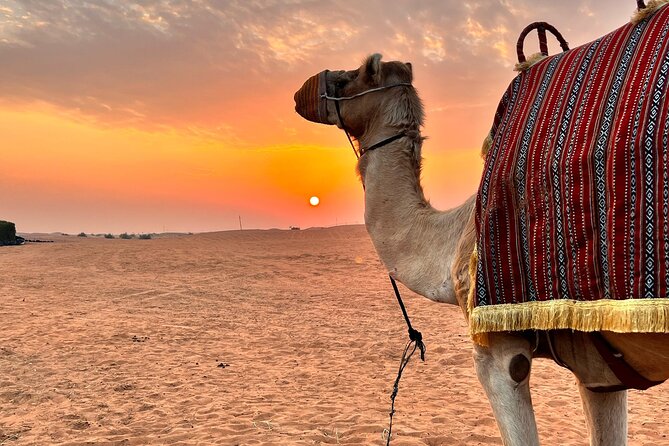 Morning Desert Safari in Dubai - Maximum Travelers and Operator