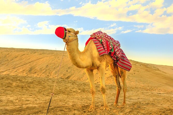 Morning Desert Safari With Camel Ride and Sandboarding in Dubai - Common questions