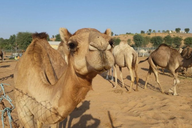 Morning Desert Safari With Camel Rides, Sand Boards and Dune Bashing - Unforgettable Camel Rides in the Desert