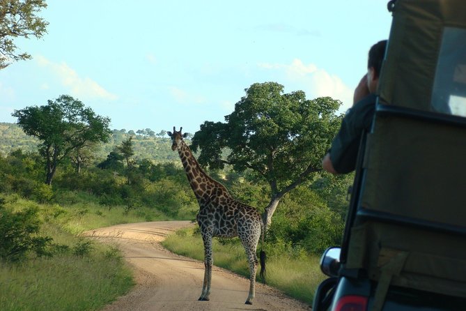 Morning Safari in Kruger National Park From Hazyview (Am Knp) - Optimal Safari Timing and Activities
