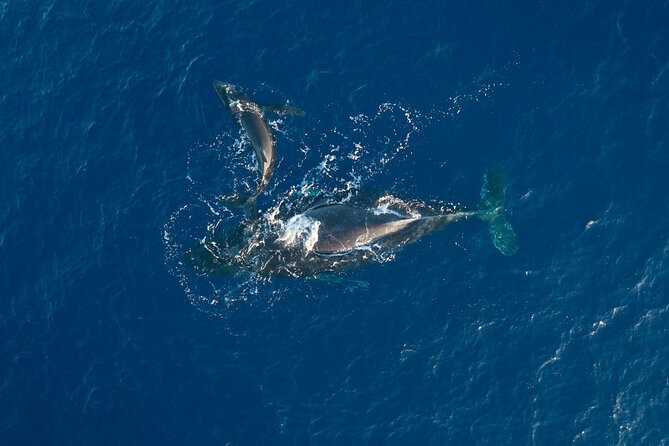 Morning Sail With the Whales Maalaea - Witness Marine Wildlife Up Close