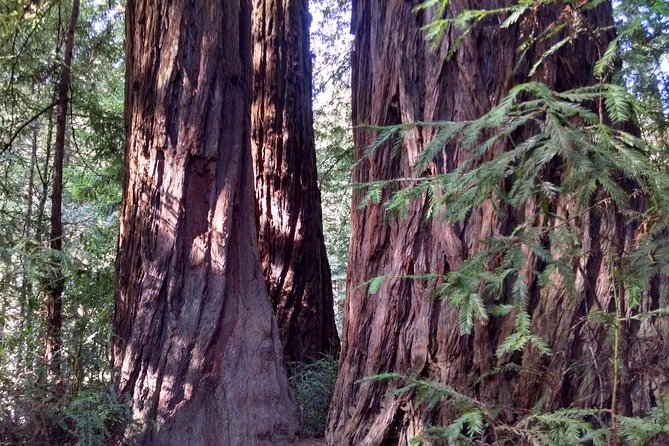 Muir Woods, Sausalito and Tiburon Day Trip From San Francisco - Reasons to Choose This Tour