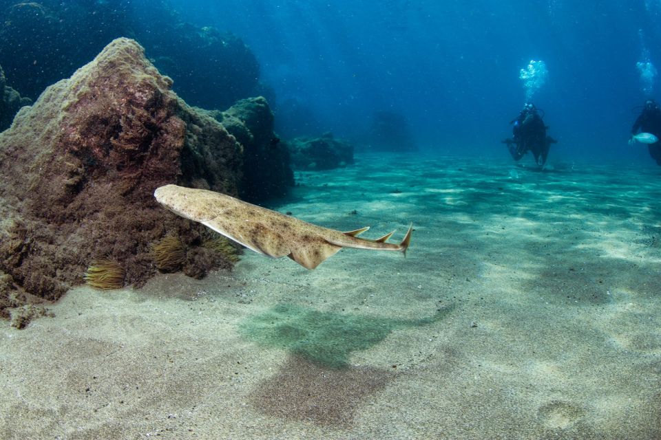 Museo Atlantico: Diving Class for Non-Certified Divers - Experience Highlights