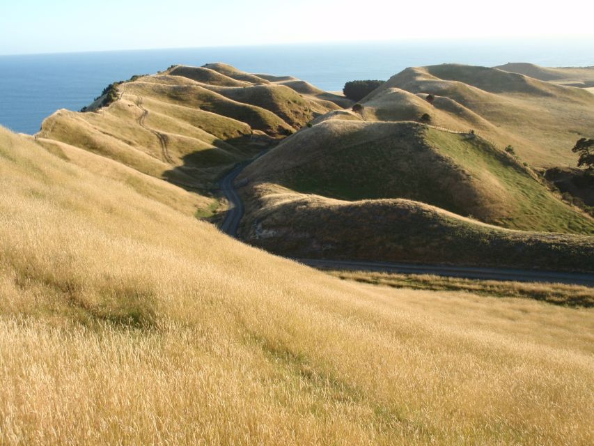 Napier: Cape Kidnappers Gannet, Nature & Sightseeing Tour - Tour Description