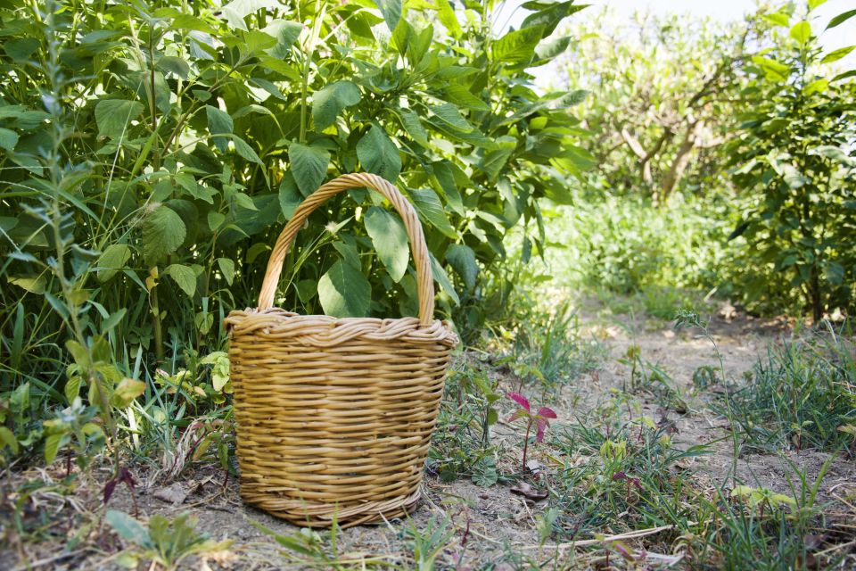 Naxos: Half-Day Cooking Class at Basiliko Family Tavern - Booking Information