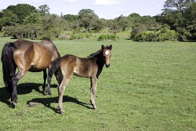 New Forest & Salisbury Day Tour From Southampton - Tour Inclusions