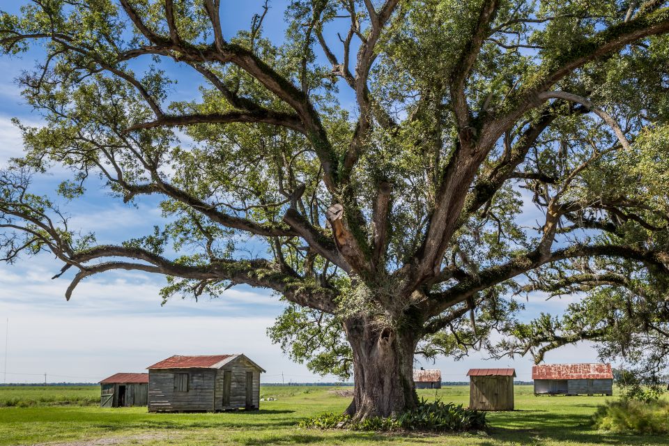 New Orleans: Felicity Plantation Guided Tour - Experience and Itinerary