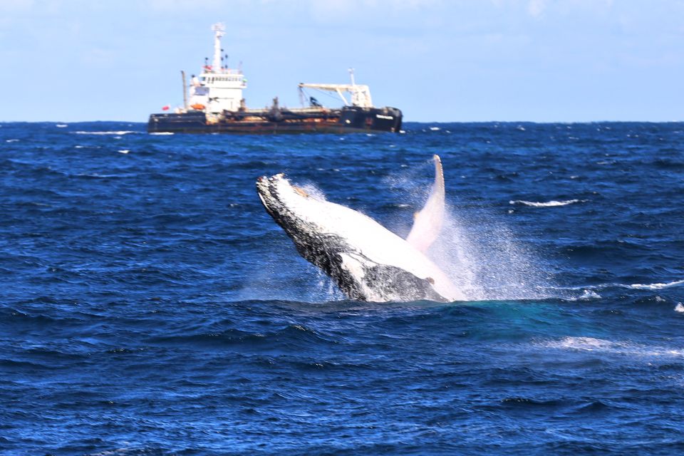 Newcastle: Humpback Whale Watching Cruise and Harbor Tour - Experience
