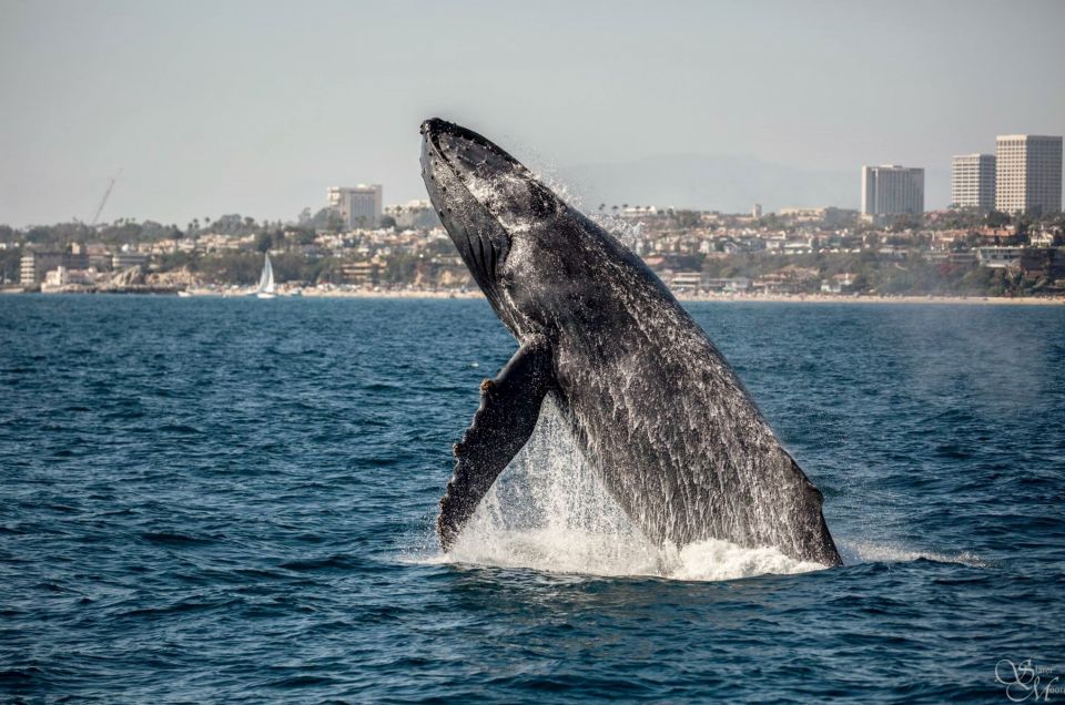 Newport Beach: Year-Round Whale Watching Cruise - Whale Watching Experience