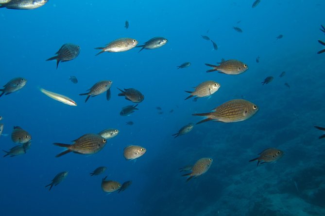 Nightsnorkeling  - Krk Island - Accessibility Information