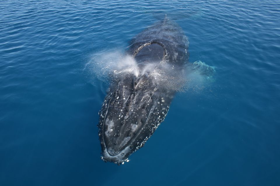 Noosa: Humpback Whale Watching Tour - Activity Description