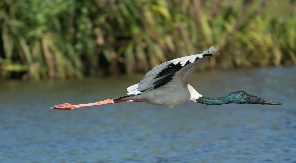 Northern Territory: Corroboree Billabong Nature Cruises - Experience Highlights