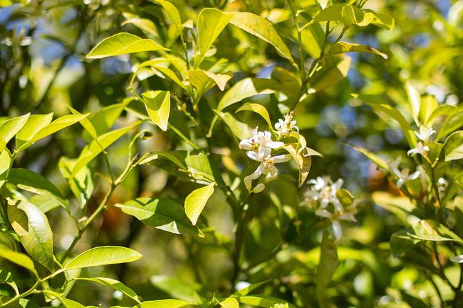 Noto Organic Farm Tour and Lunch or Dinner  - Sicily - Booking and Confirmation Process