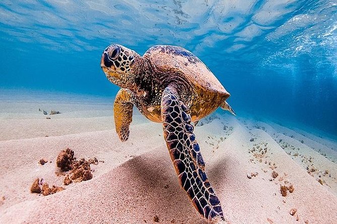 Oahu Grand Circle Island Tour Departing From Waikiki - Booking Information