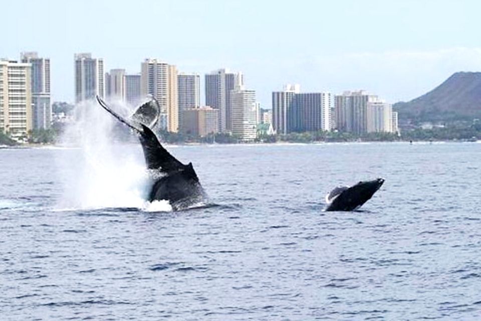 Oahu: Honolulu Whale Watching Cruise - Activity Highlights