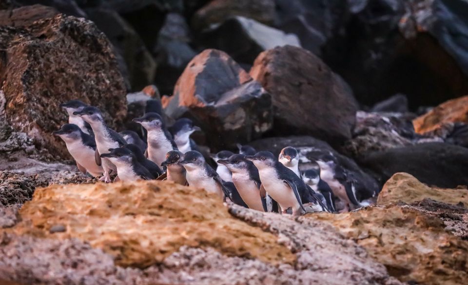 Oamaru: Blue Penguin Colony Evening Viewing Ticket - Inclusions
