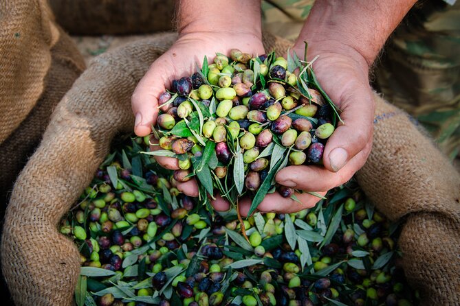 Olive Oil Private Tour in Portugal - Itinerary Details