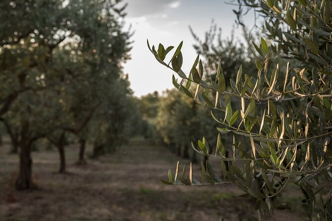 Olive Oil Tour Visit to the Oil Mill and Olive Oil Tasting - Additional Policies and Guidelines