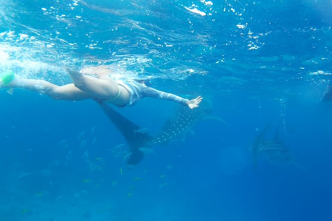 Oslob Whale Shark Watching and Badian Canyoneering - Booking Information